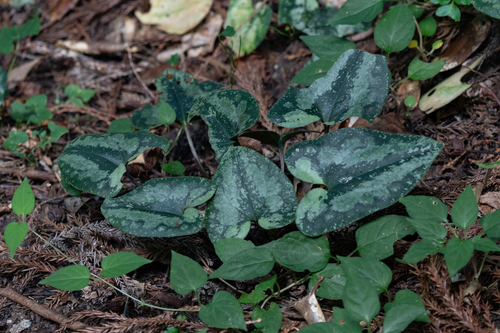 Asarum sakawanum iNat (1)