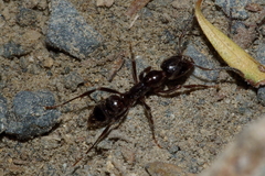 Austroponera castanea