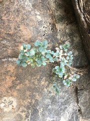 Ericameria cuneata cuneata