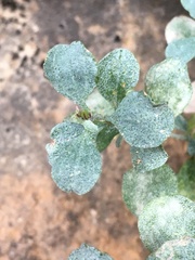 Ericameria cuneata cuneata