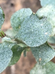 Ericameria cuneata cuneata