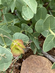 Triaspis glaucophylla