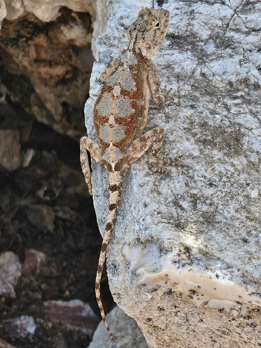 Anchieta's Agama