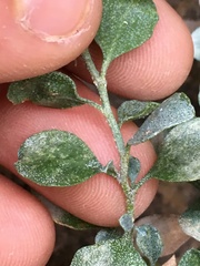 Ericameria cuneata cuneata
