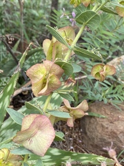 Triaspis glaucophylla