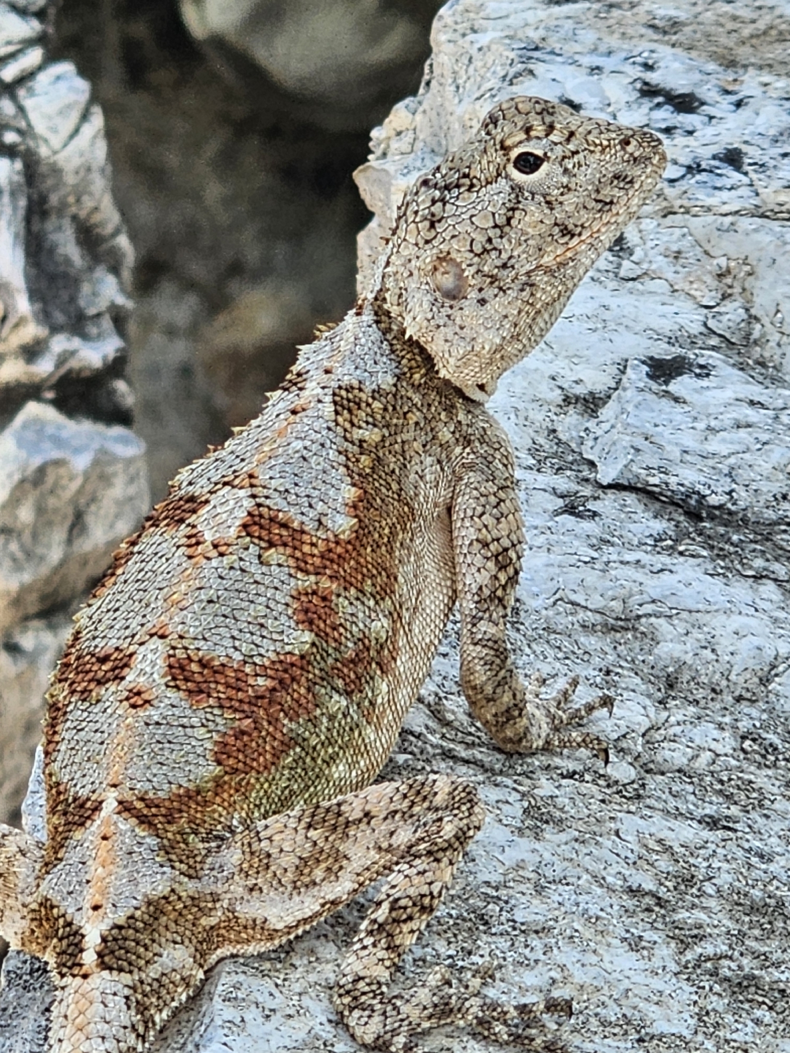 Agama anchietae Bocage, 1896
