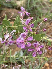 Triaspis glaucophylla