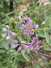 Triaspis glaucophylla