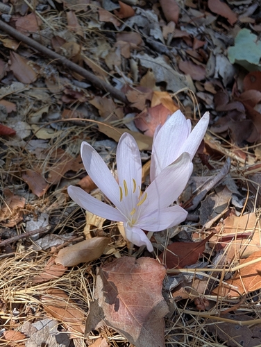 Colchicum troodi