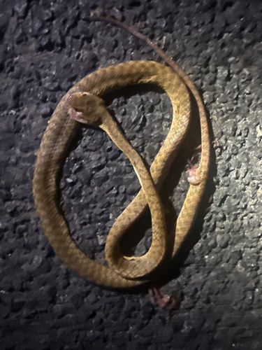 Brown Tree Snake sighting