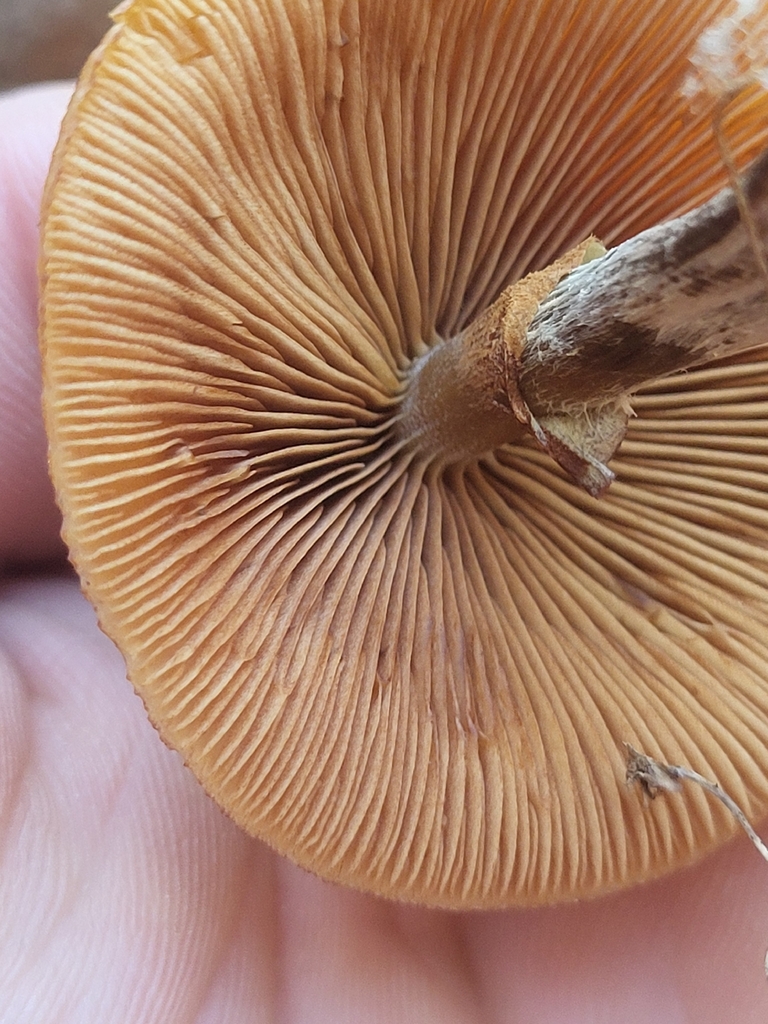 Galerina marginata · December 2025 · photo: © plantpunk (iNaturalist, cc-by)