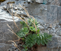 Anisotome pilifera
