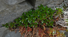Epilobium petraeum
