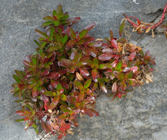 Epilobium petraeum