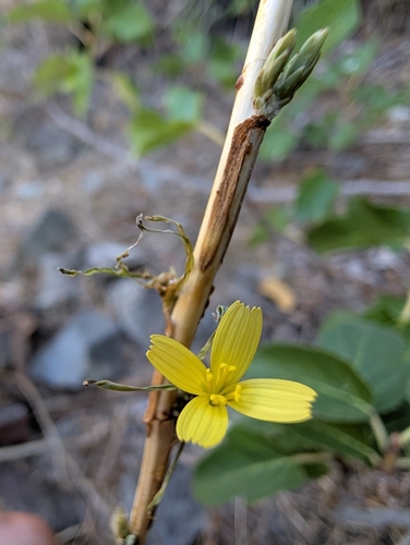 Lactuca viminea (Lactuca viminea)