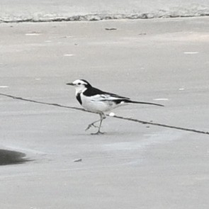 White Wagtail
