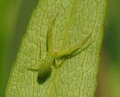 Cetratus rubropunctatus