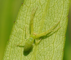 Cetratus rubropunctatus