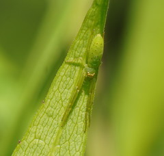 Cetratus rubropunctatus