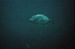 Flavocaranx bajad