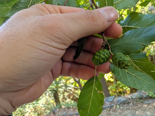 Alnus orientalis, photograph 5