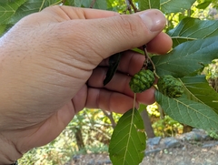 Alnus orientalis, photograph (c) Marios Thoma, some rights reserved (CC BY)