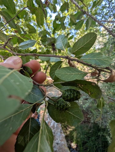 Alnus orientalis, photograph 6