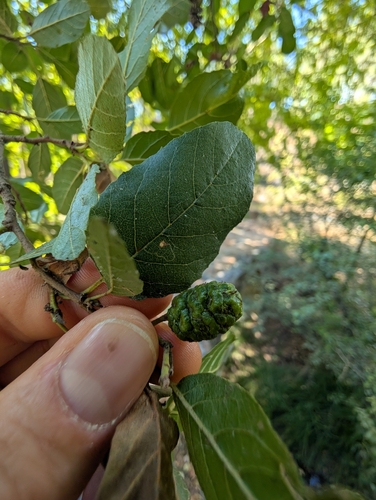Oriental Alder (Alnus orientalis)
