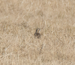 Anthus spragueii