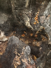 Pholiota brunnescens