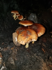 Pholiota brunnescens