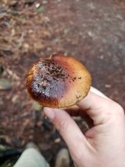 Pholiota brunnescens