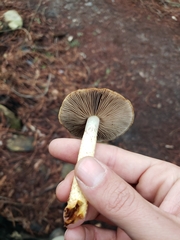 Pholiota brunnescens