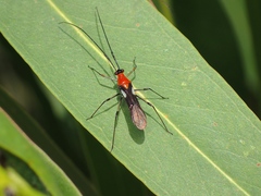 Rayieria basifer