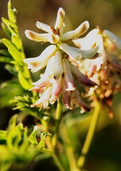 Astragalus uliginosus