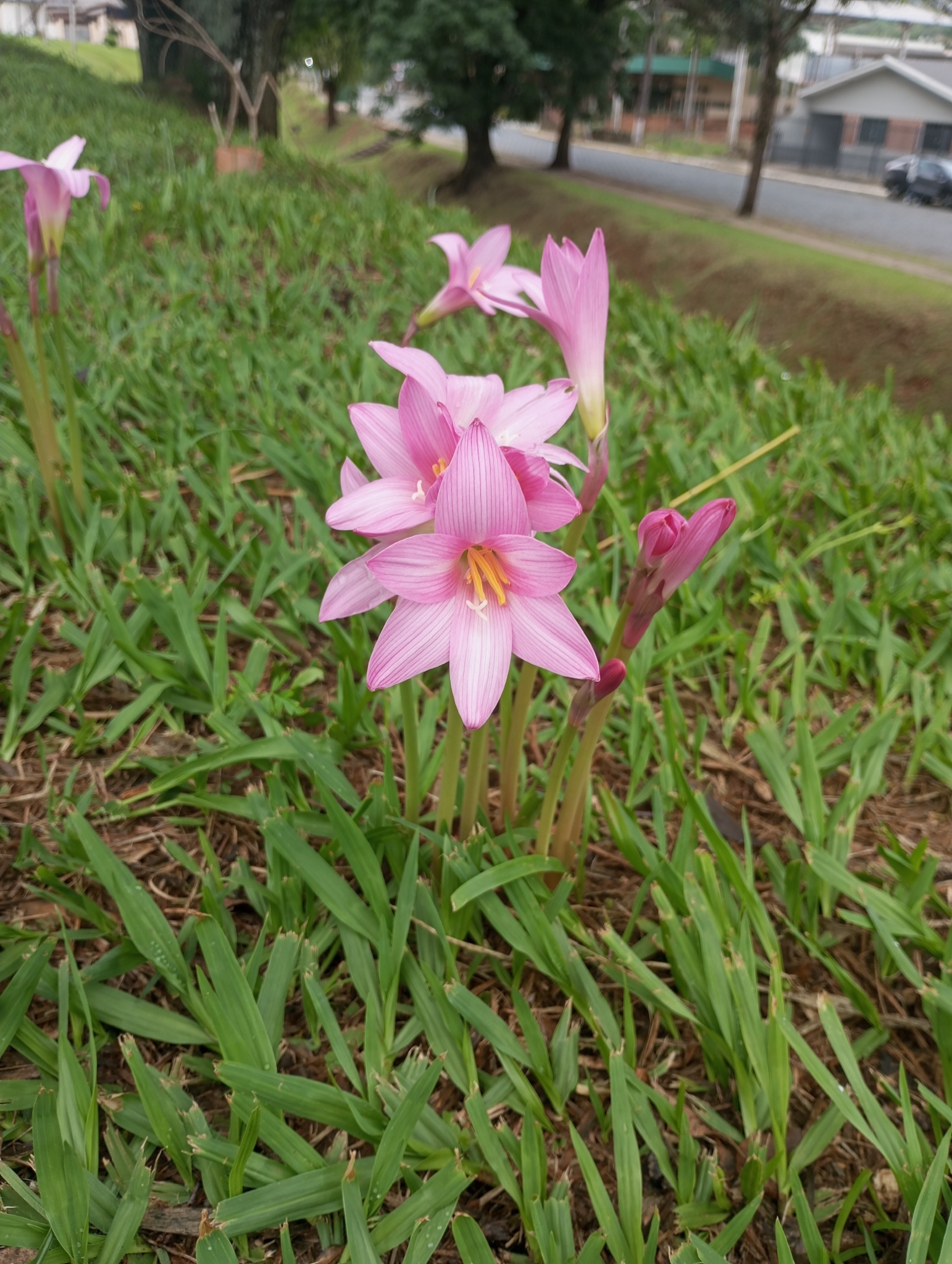 Zephyranthes robusta