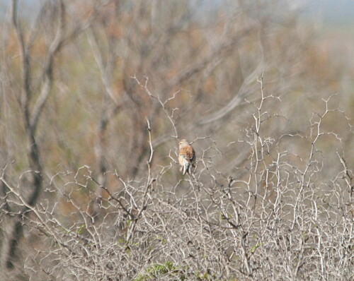Eurasian Linnet