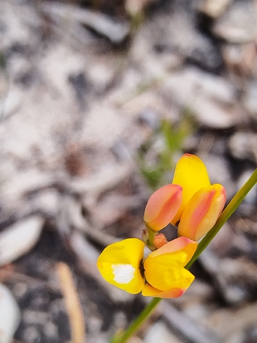 Yellow Kalossie (Ixia dubia)