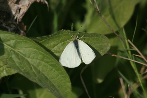 Small White