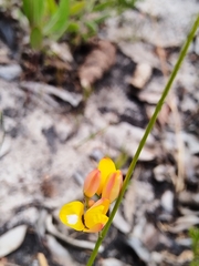 Ixia dubia, photograph (c) Jared Zachary Herman, some rights reserved (CC BY)