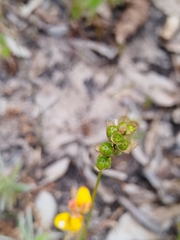 Ixia dubia, photograph (c) Jared Zachary Herman, some rights reserved (CC BY)
