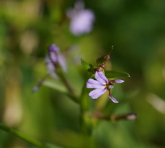 Lobelia anceps