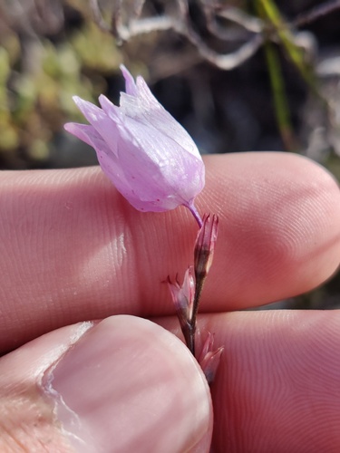 Minimal Kalossie (Ixia micrandra)