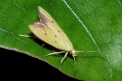 Gymnobathra flavidella