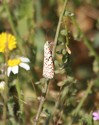 Crimson-speckled Flunkey