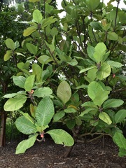 Dillenia ingens