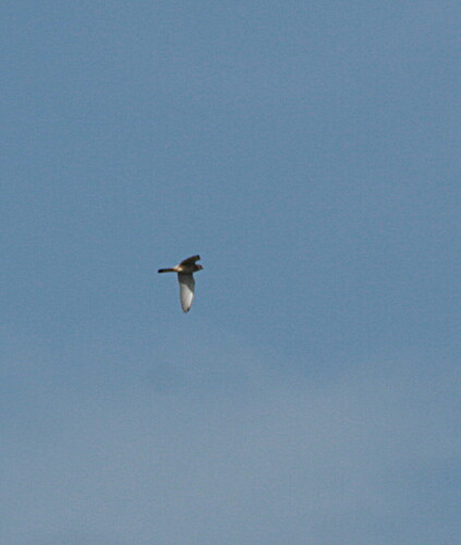Lesser Kestrel