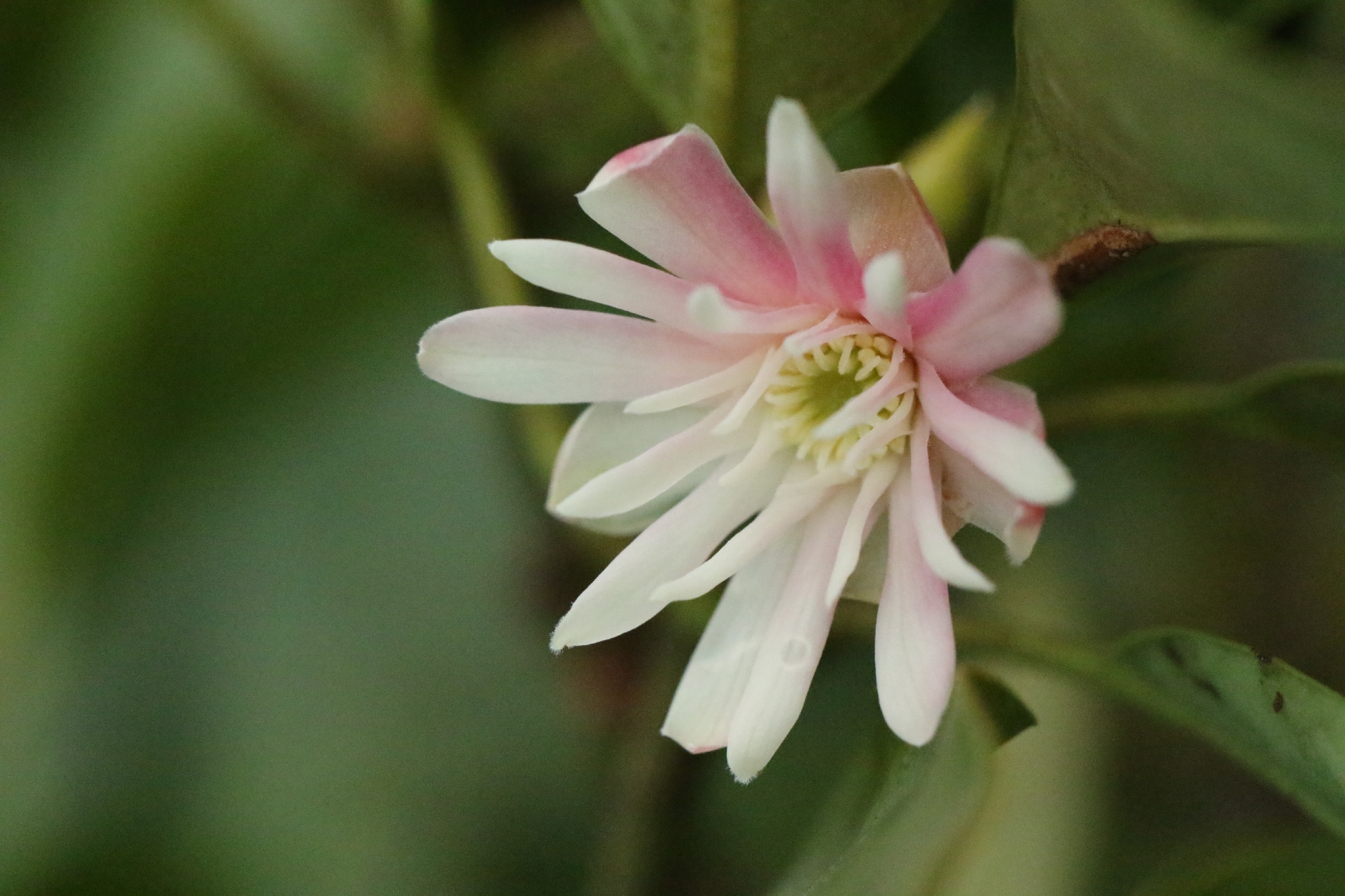 Lantau Star-Anise (Illicium angustisepalum)