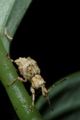 Brachyolus punctatus