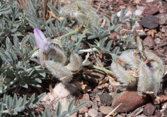 Astragalus subarcuatus